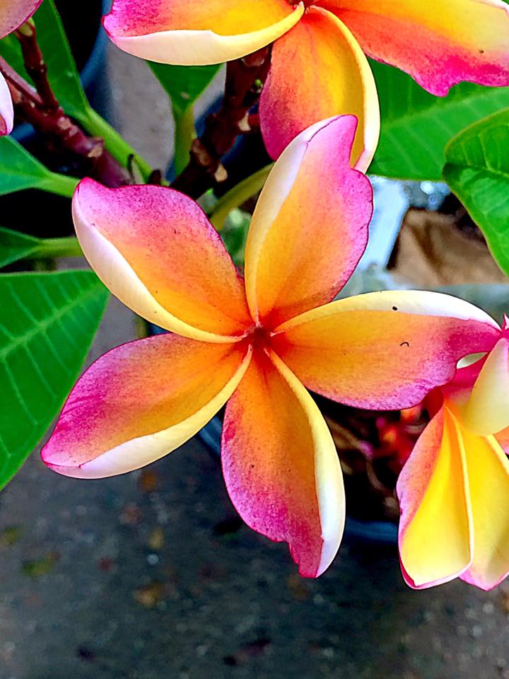 plumeria_pinkgold star2