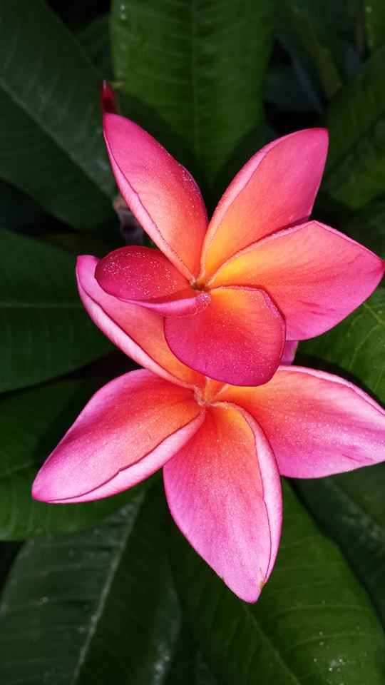 plumeria_WaimeaWildfire