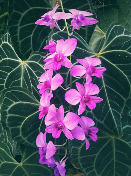 FLOWERS_ORCHIDS_ELEPHANT_EARS