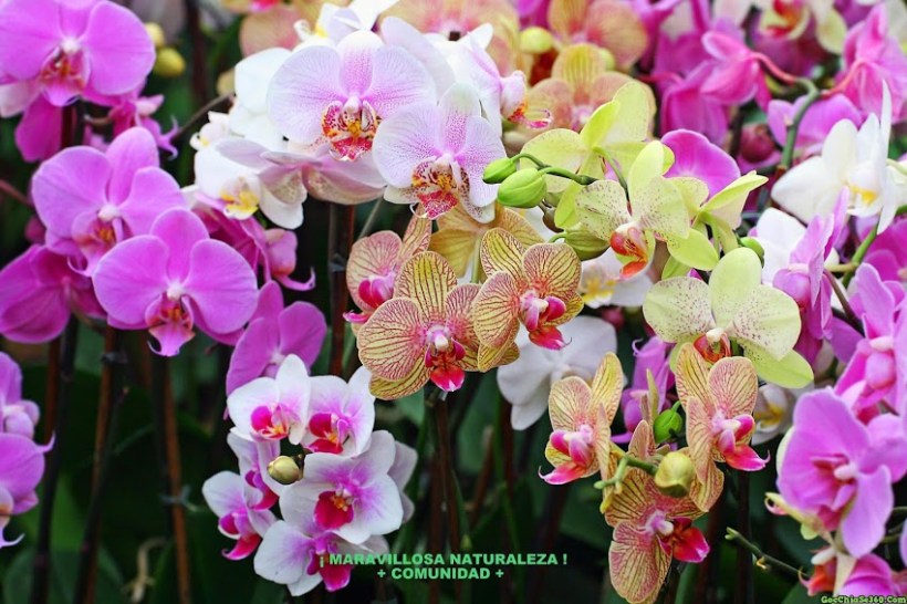 FLOWERS_ORCHIDS_PLANTS