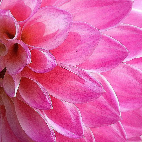 flowers_pink_mums_macro