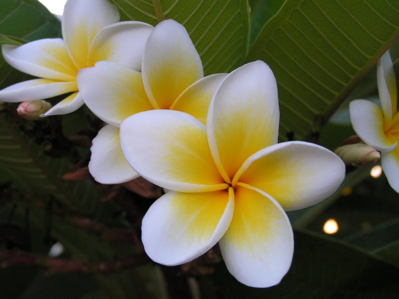 flowers_plumeria_macro