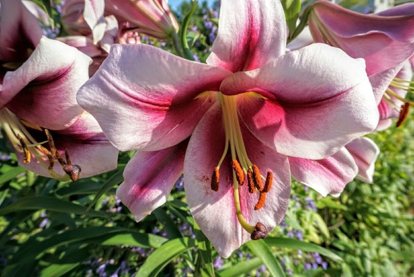 flowers_stargazers_macro