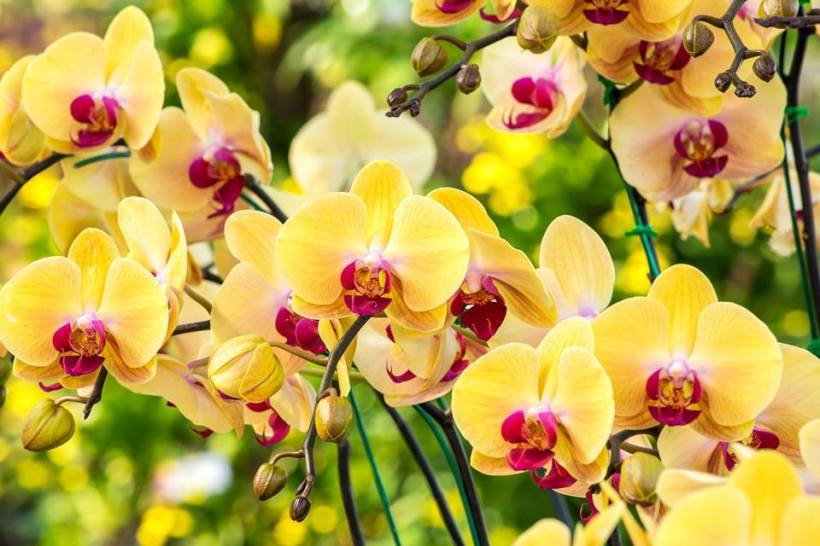 flowers_yellow_orchids