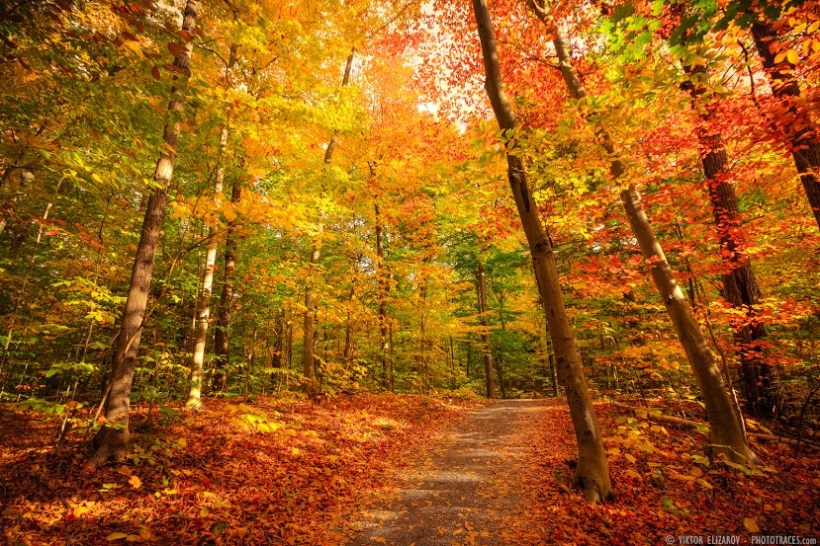 GOLDEN PATH-MONTREAL