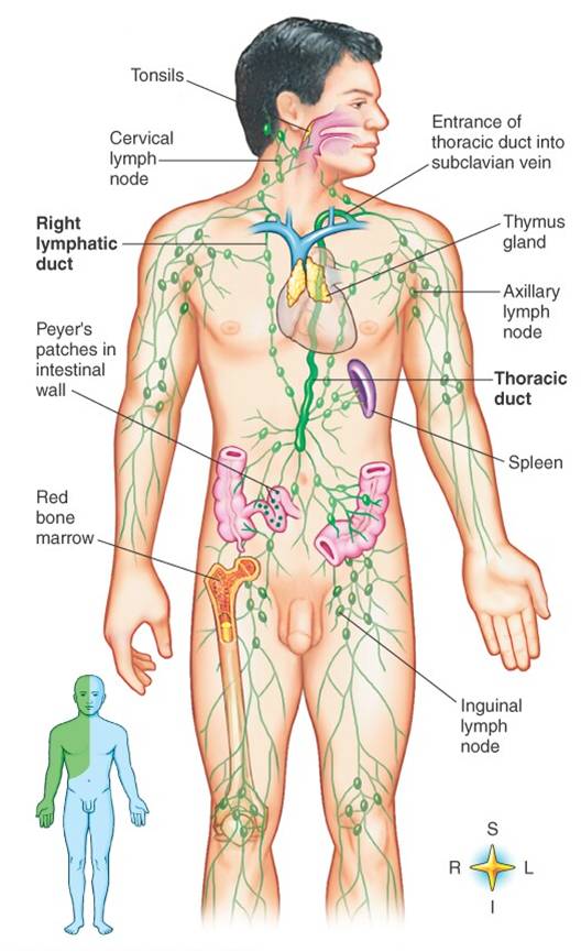 lymphatic-system-anatomy