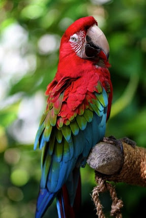 Macaw