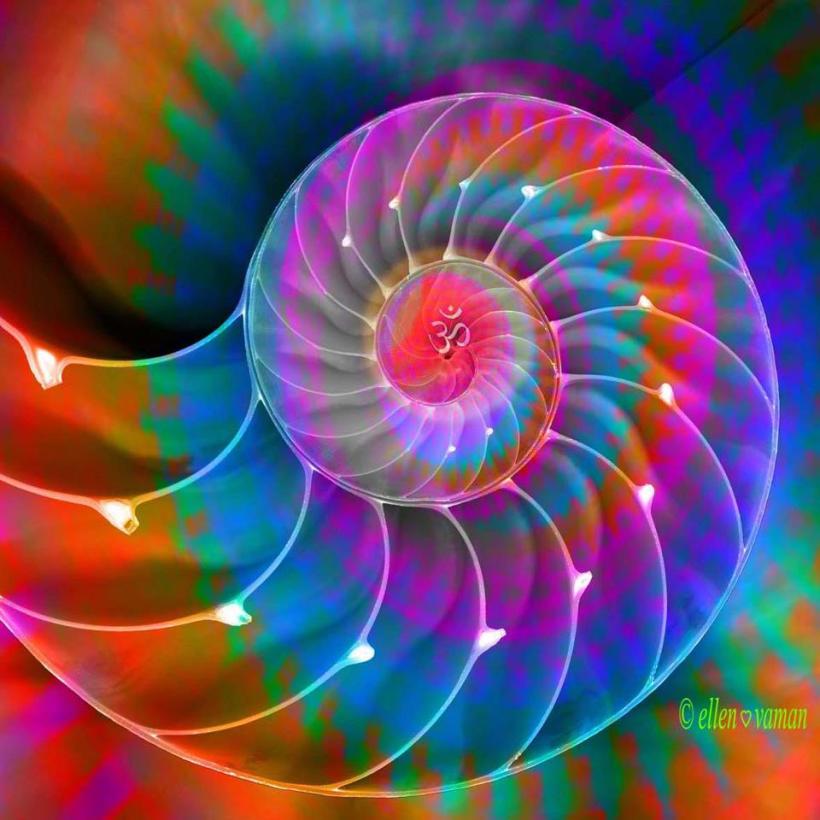 rainbow_nautilus