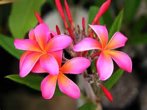 rosey plumeria