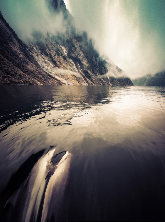 Two Dolphins holding fins!