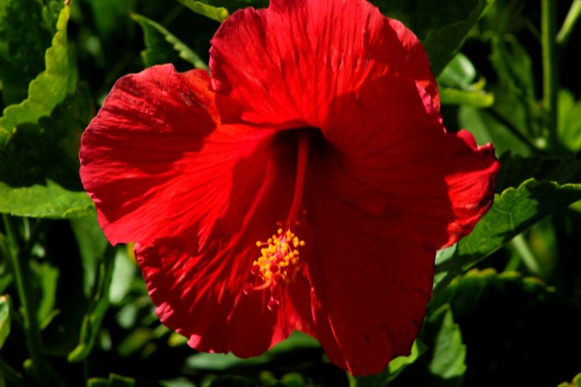 FLOWERS_RED_HIBISCUS
