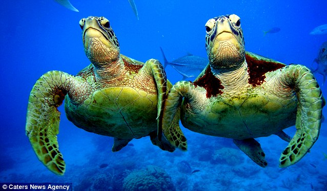 Green Turtles
