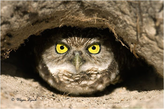 OWLS_burrowed