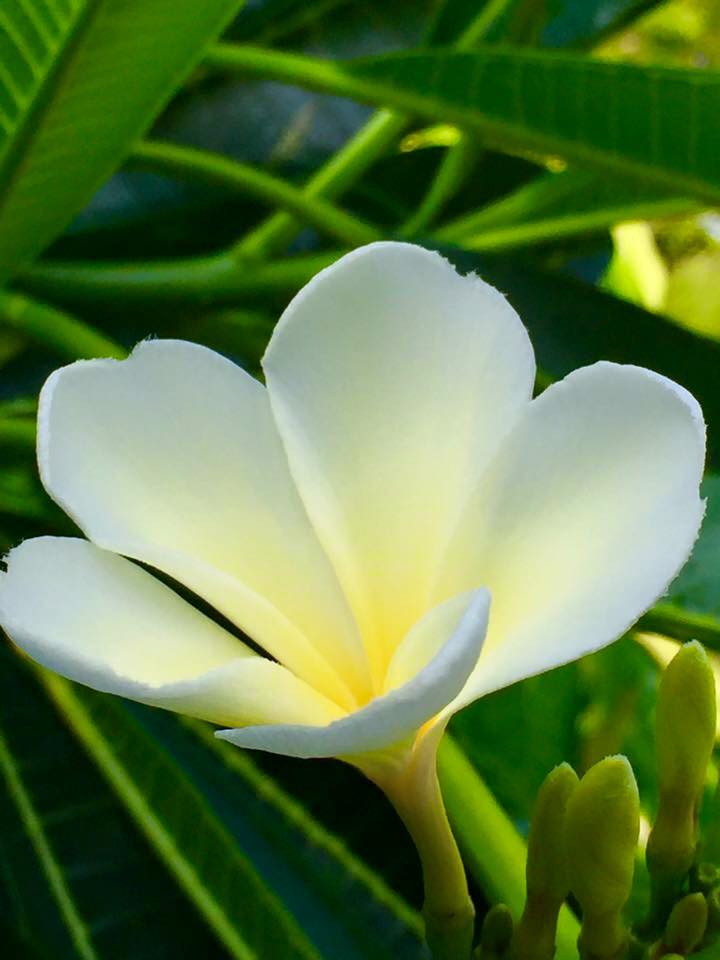 plumeria-blooming