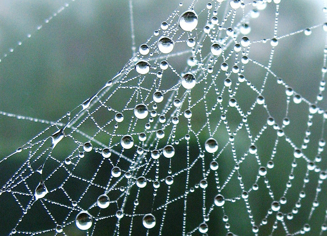 spider-web-1