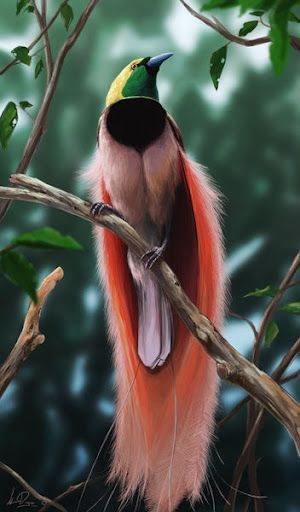 BIRD-PARADISE
