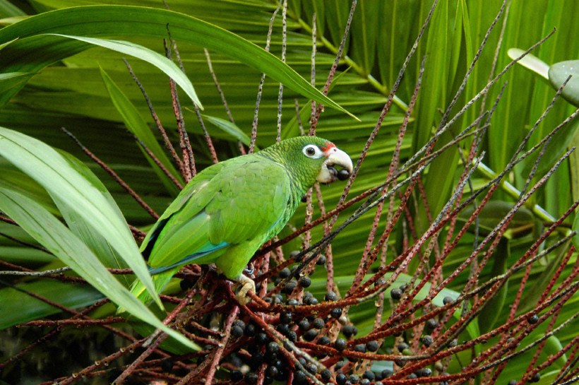 green parrot