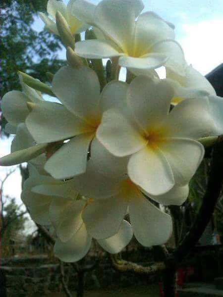 PLUMERIA