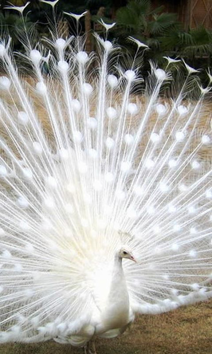 white-peacock