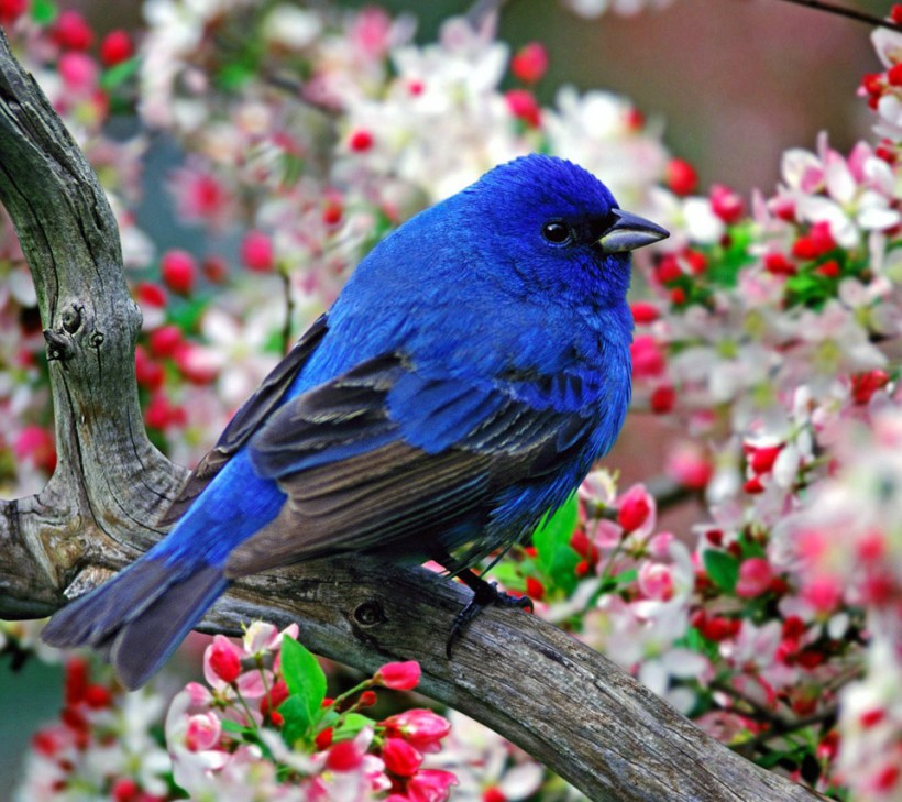 blue-bird