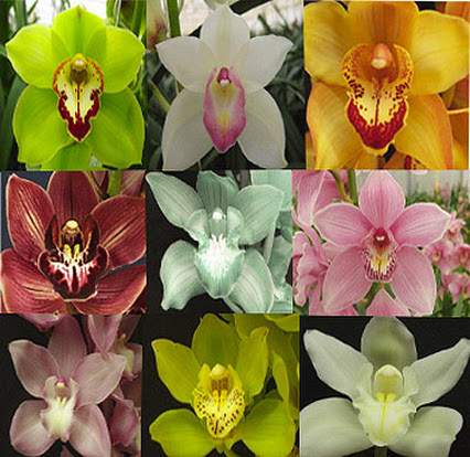 orchids