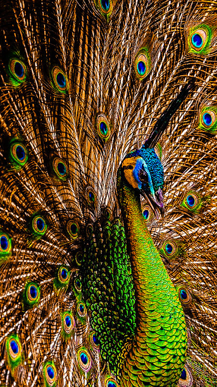 peacock-macro