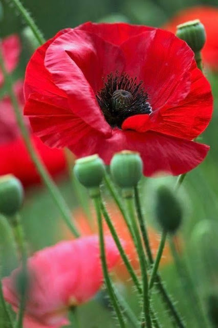POPPY