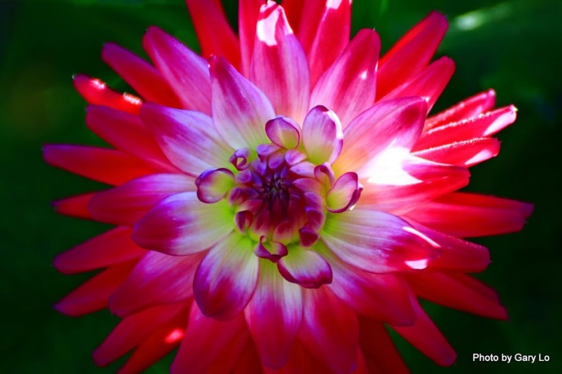 dahlia1