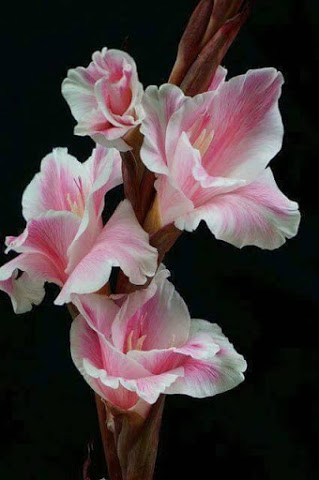 glads-pink