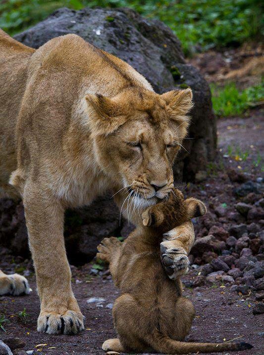 Mom-Cub