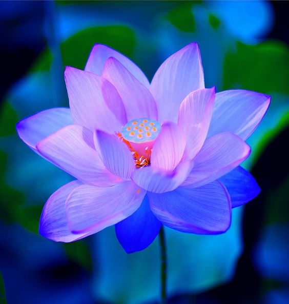 pink blue lotus by Stanley Zimny