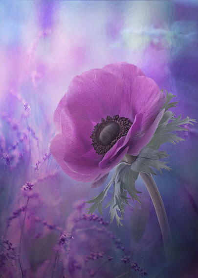 purple-poppy