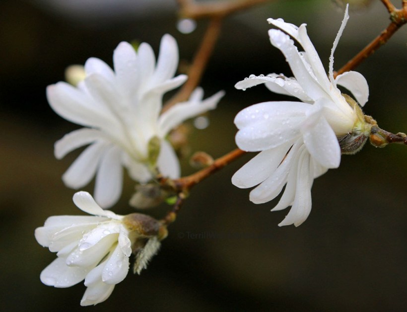 star magnolia in the rainby Terrill Welch  IMG_9627