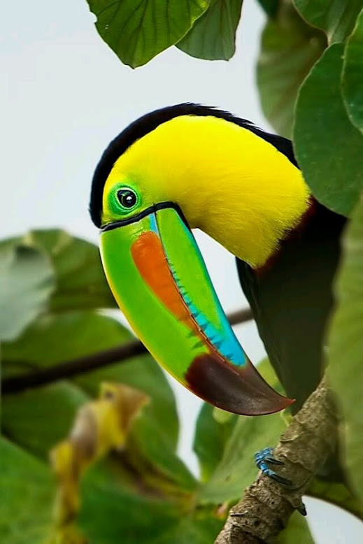 toucan