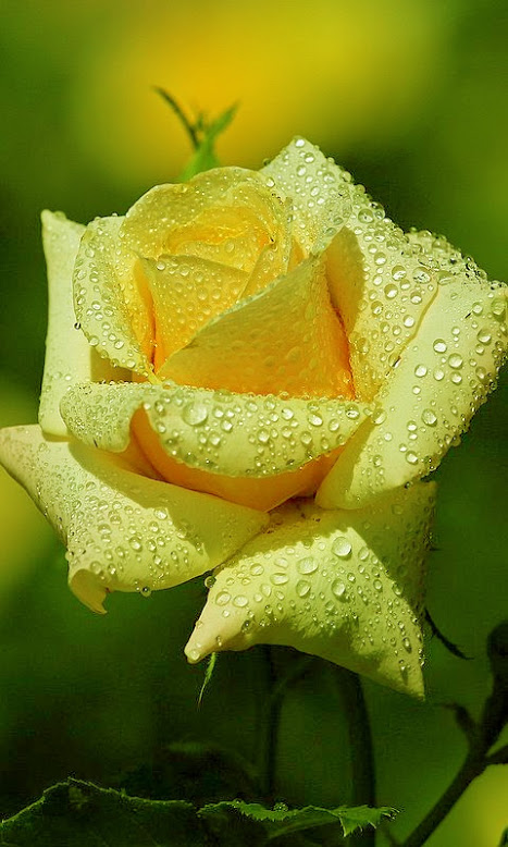 yellow-rose
