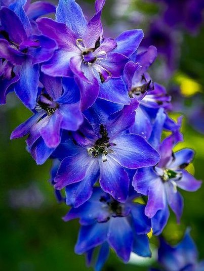 blue-flowers