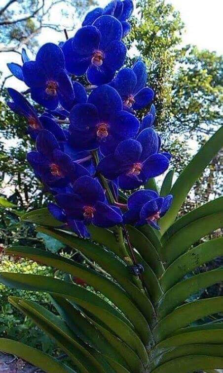 blue-orchids