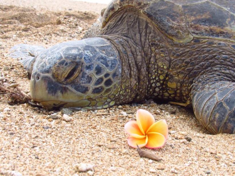 honu-flower
