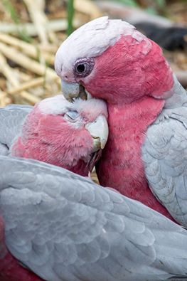 rose-crested-cockatoos