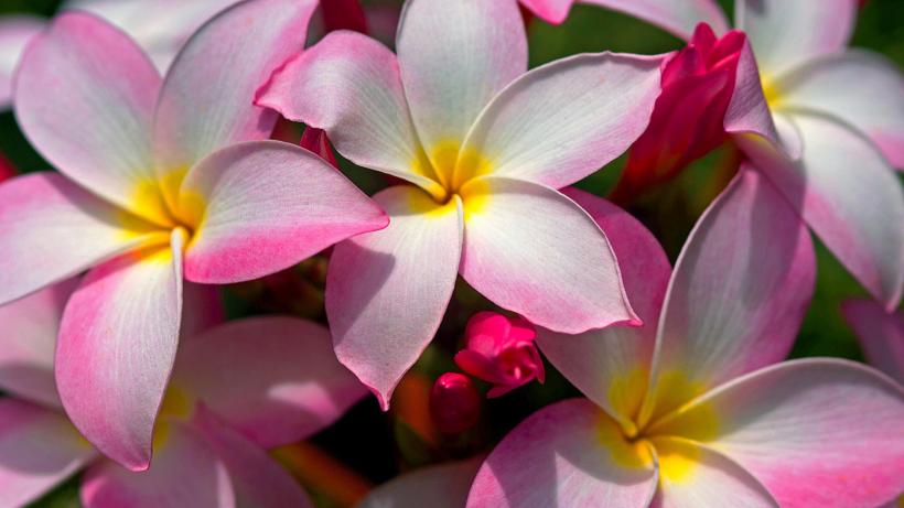 Beautiful-Hawaiian-Plumeria-Flowers
