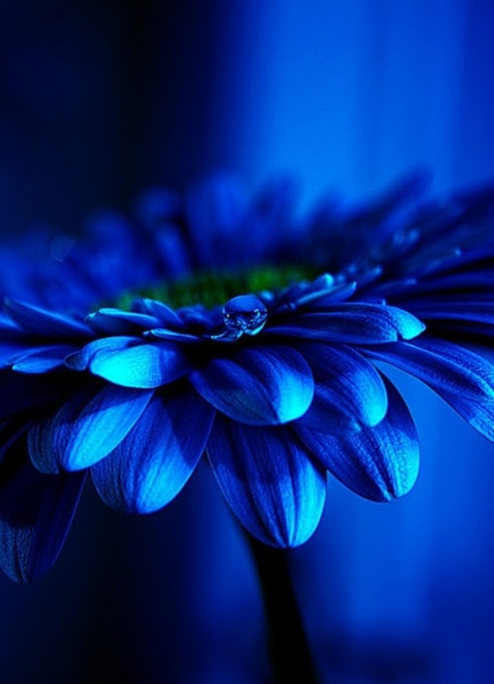 BLUE-FLOWER