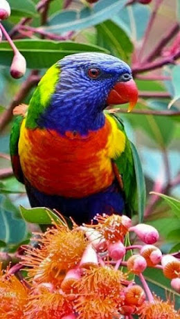 lorikeet