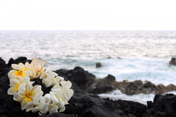 plumeria-lei-on-lava-600x399