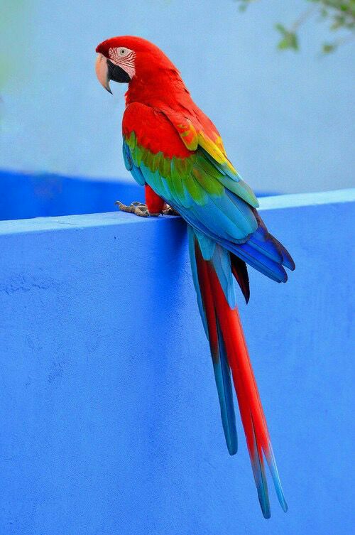 scarlet-macaw