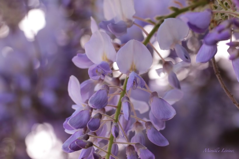 Wisteria