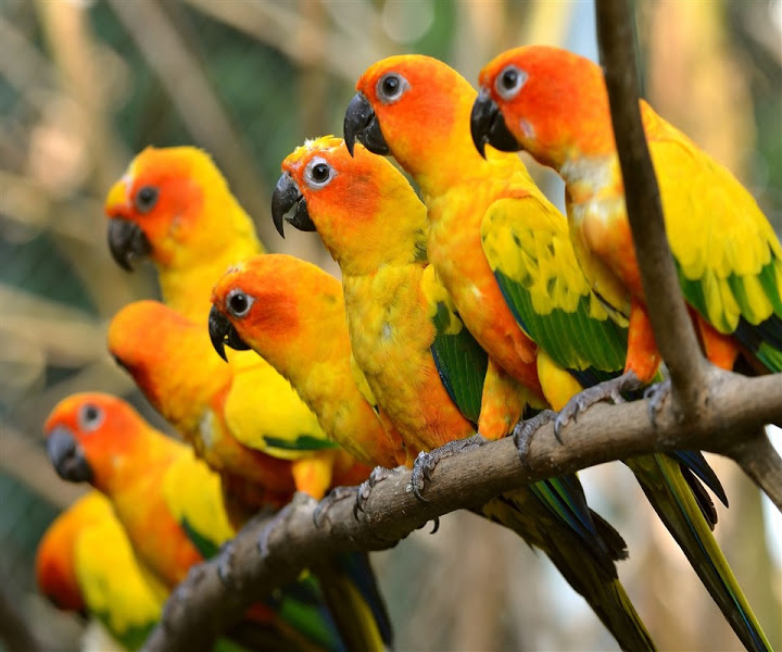 conures