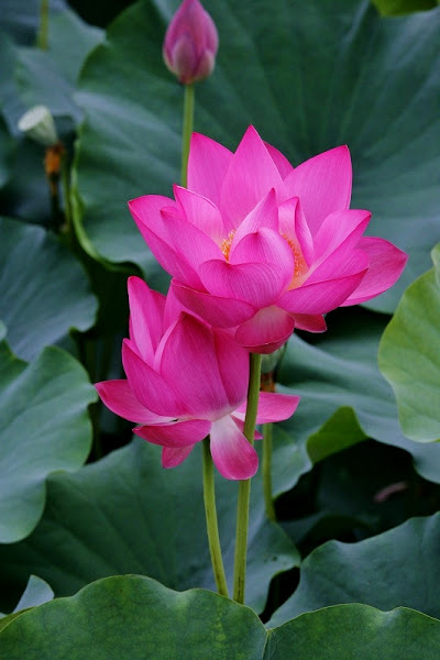 lotus (6)