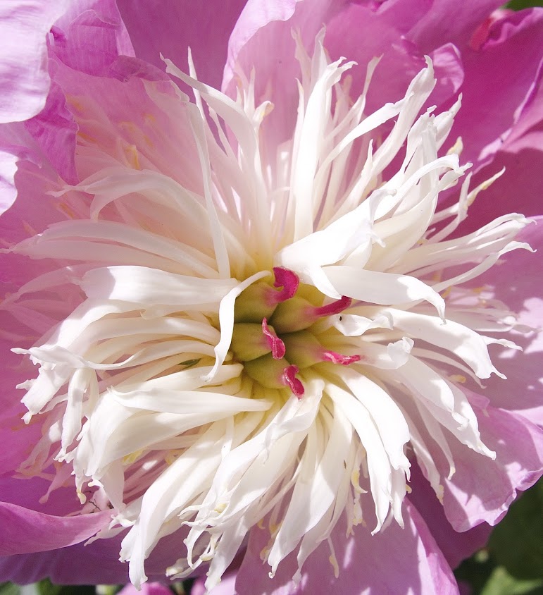 'Forest Flowers #8' by Karin Lisa Atkinson