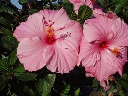 hibiscus1