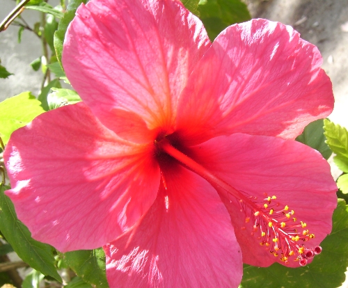 hawaiian-flowers3